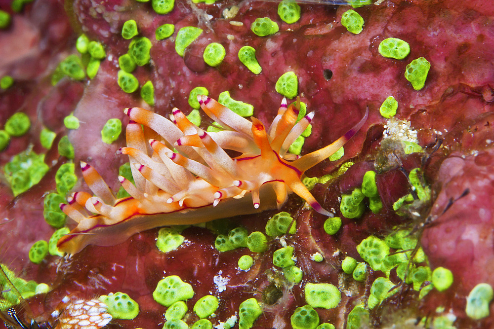 Nudibranch feeding on algae, Papua New Guinea.