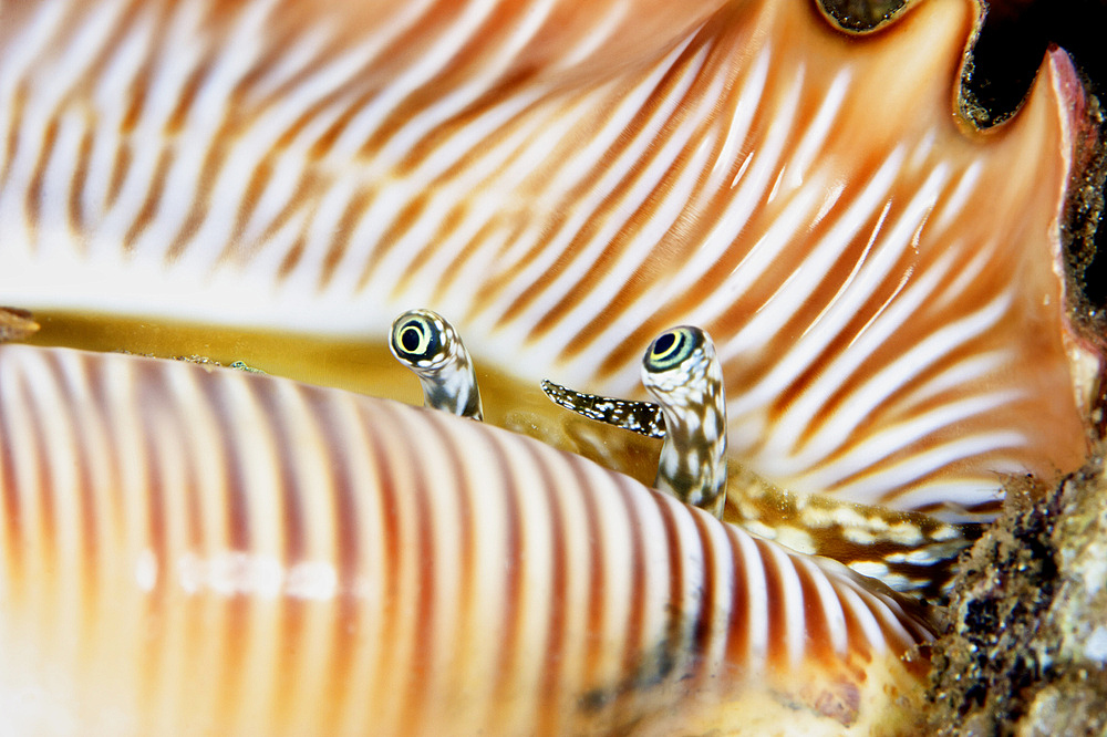 A live conch shellfish looks out of its shell, Papua New Guinea.