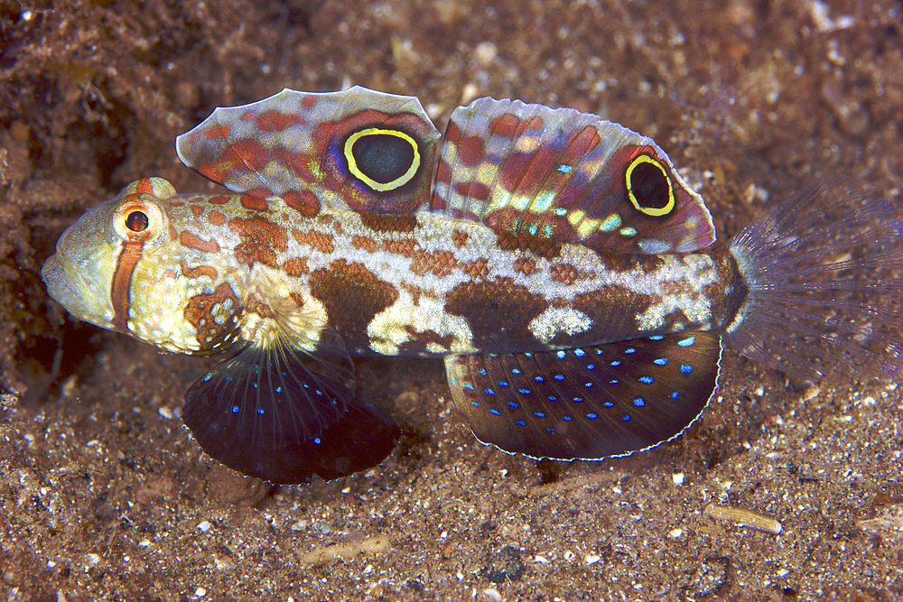 Crab-eyed Goby displaying its colorful fins, Papua New Guinea.