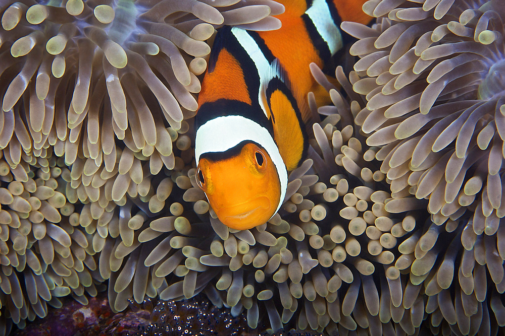 A female clownfish looks after her eggs at the edge of the host anemone, Papua New Guinea.