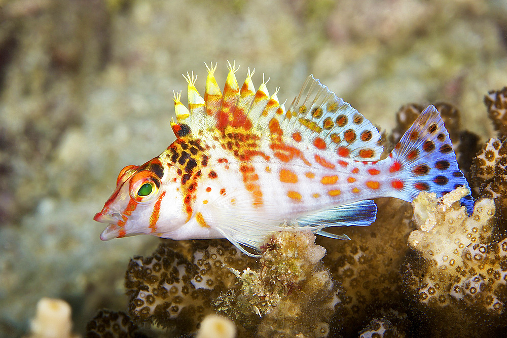 Dwarf Hawkfish, Papua New Guinea.