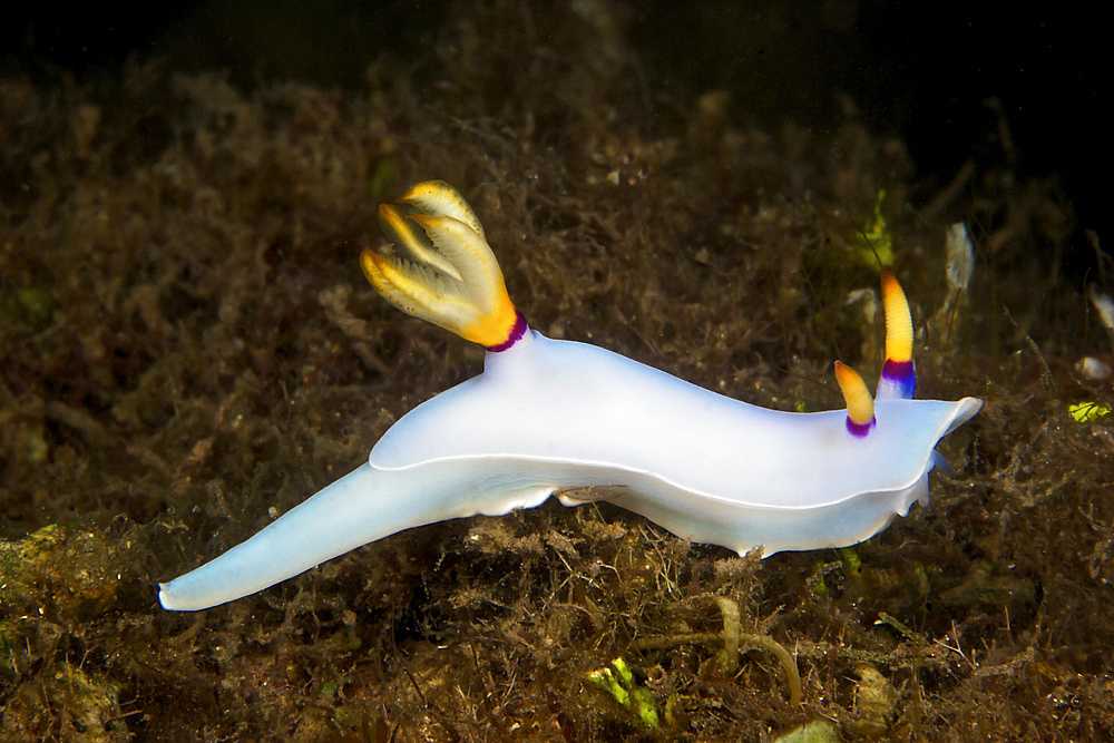 Nudibranch feeding on algae, Papua New Guinea.