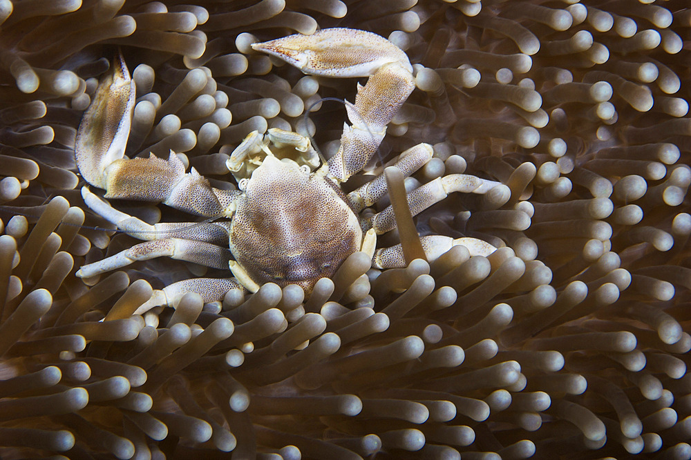 Porcelain Crab on its anemone, Papua New Guinea.