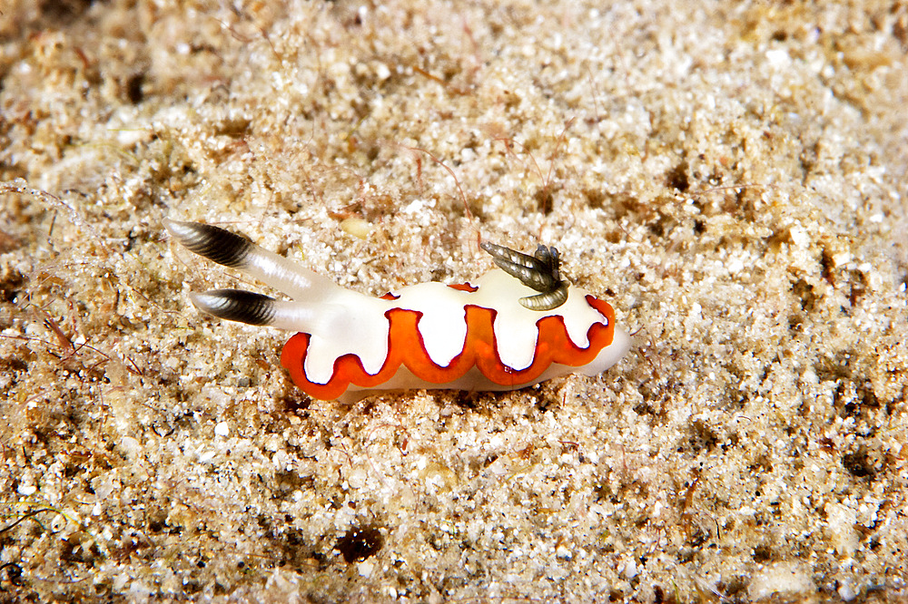 Nudibranch feeding on algae, Papua New Guinea.