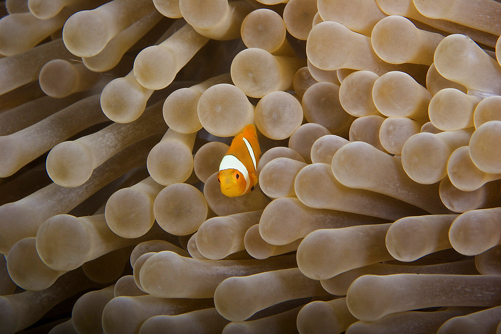 Juvenile Ocellaris Clownfish in its host anemone, Papua New Guinea.