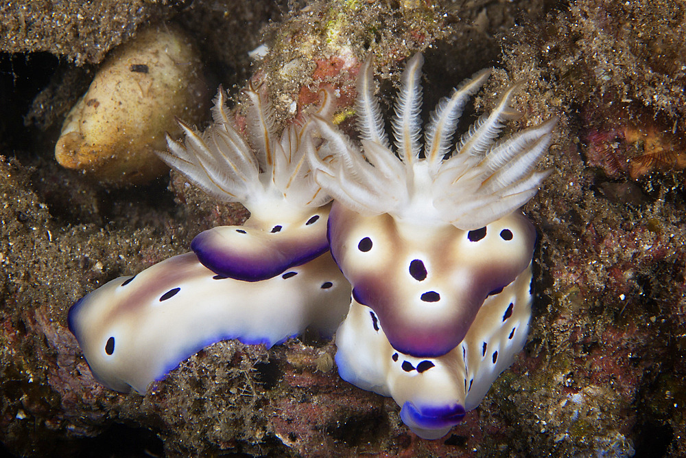 A pair of nudibranch feeding on algae, Papua New Guinea.