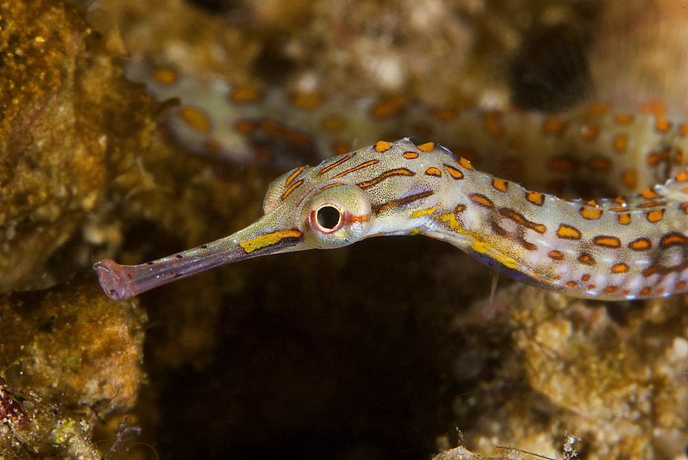 Scribbled Pipefish on a pink sponge, Papua New Guinea.
