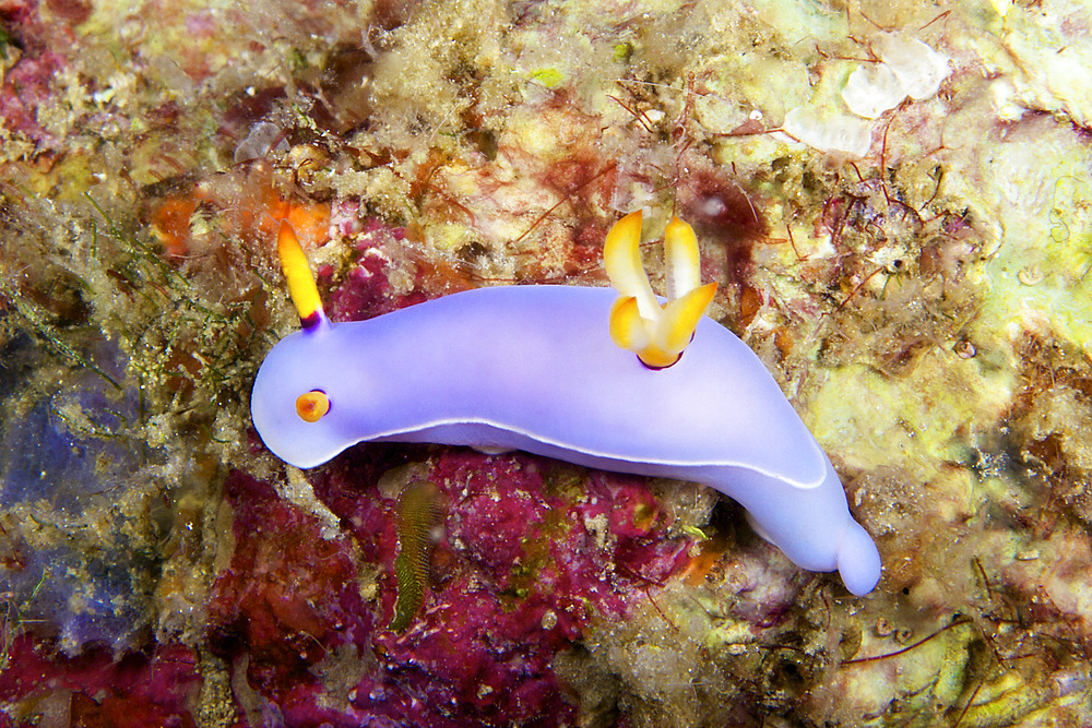 Nudibranch feeding on algae, Papua New Guinea.