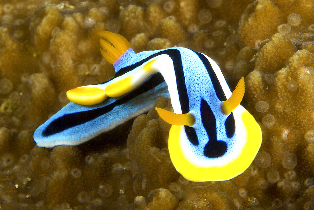 Nudibranch feeding on algae, Papua New Guinea.