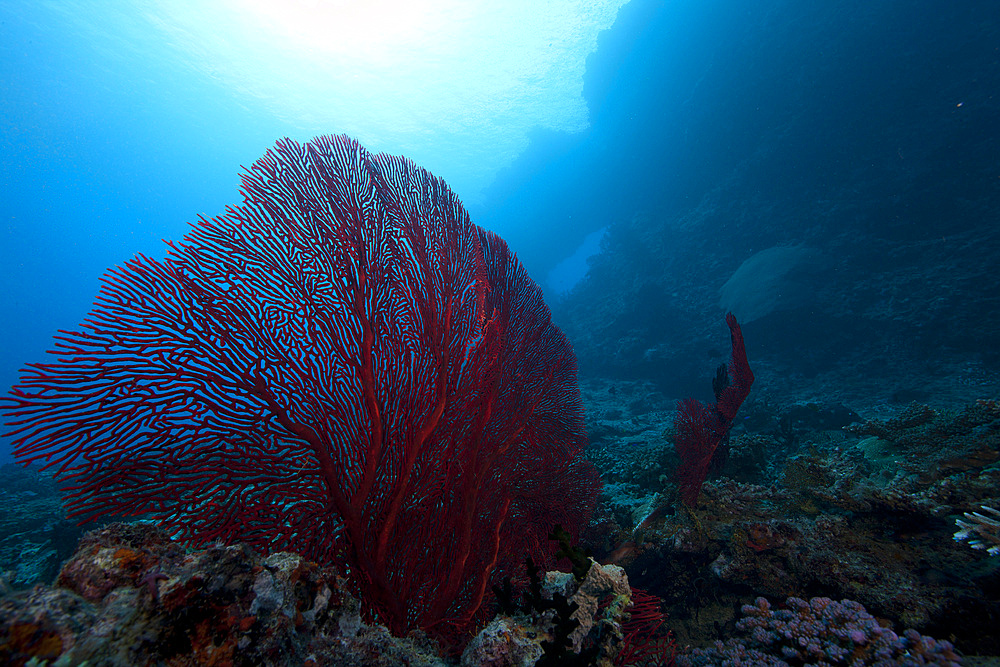 Large red gorgonian sea fan on a Fijian Reef.