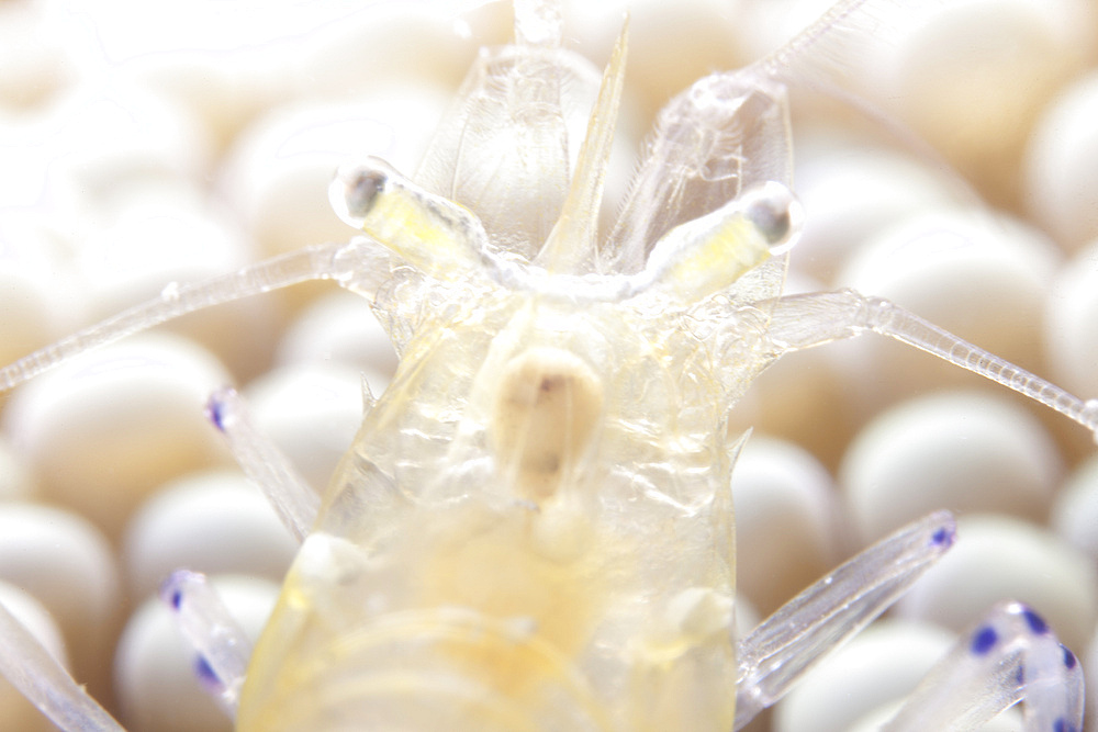 Close-up of a popcorn shrmp (Periclimenes brevicarpalis) on an anenome on a Fijian Reef.