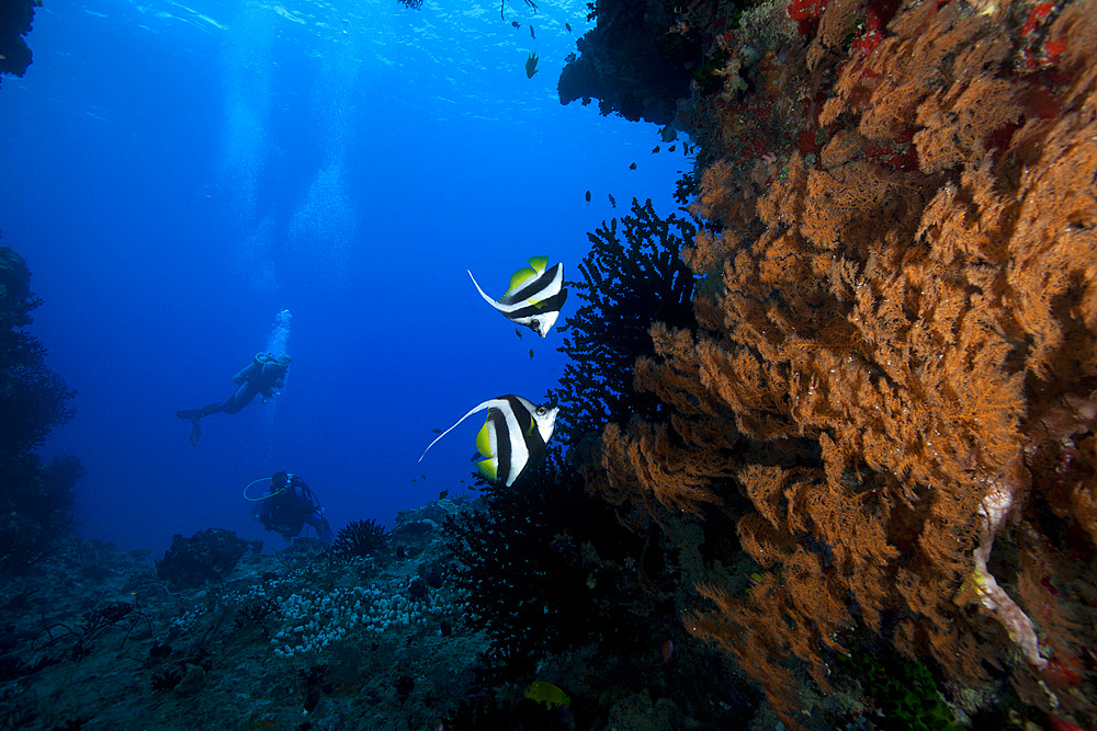 A pair of Moorish idols (Zanclus cornutus) dart for cover when divers approach, Beqa Lagoon, Fiji.