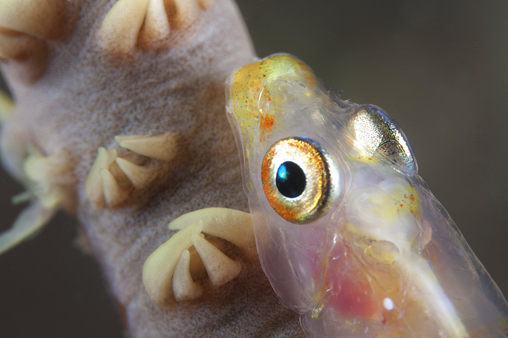 Close-up of a whip coral goby, Beqa Lagoon, Fiji.