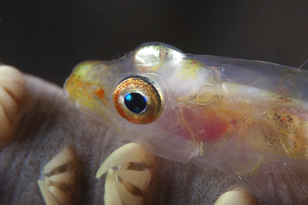Close-up of a whip coral goby, Beqa Lagoon, Fiji.
