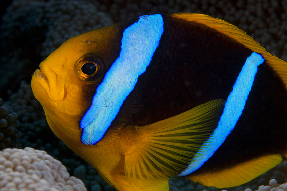 Orange-fin anemonefish (Amphiprion chrysopterus) in its host anenome, Fiji.