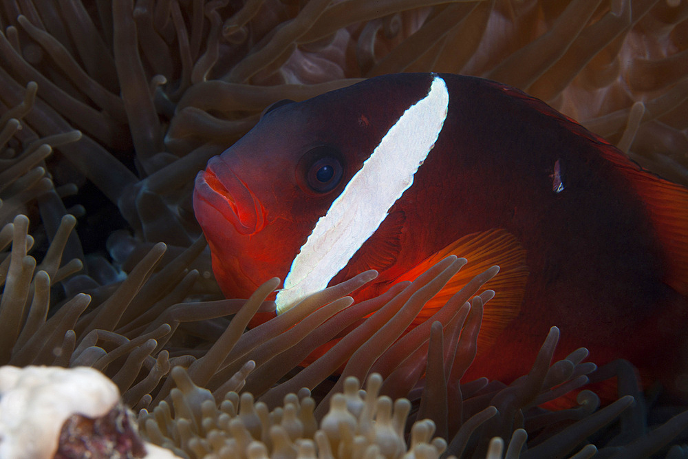 Tomato clownfish in its host anenome, Fiji.