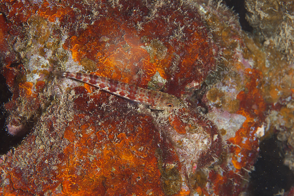 Small lizardfish (Synodus variegatus), Fiji.