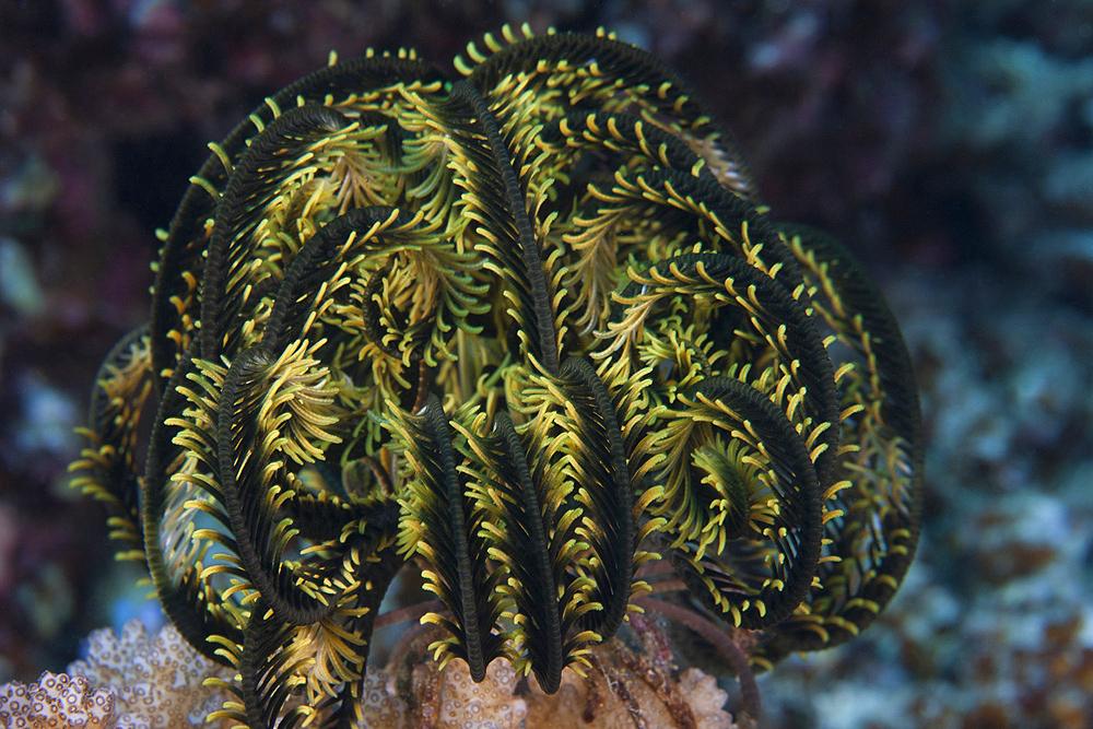 Yellow criniod feather star balled up on the reefs edge in Fiji.