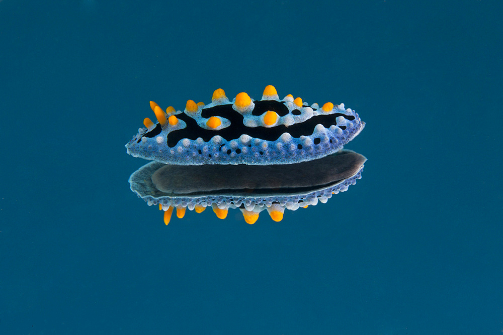 Phyllidia coelestis nudibranch on blue background, Beqa Lagoon, Fiji.