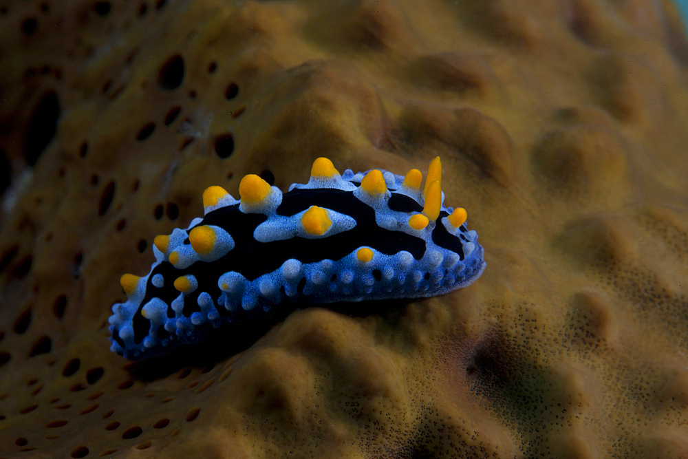 Phyllidia coelestis nudibranch, Beqa Lagoon, Fiji.