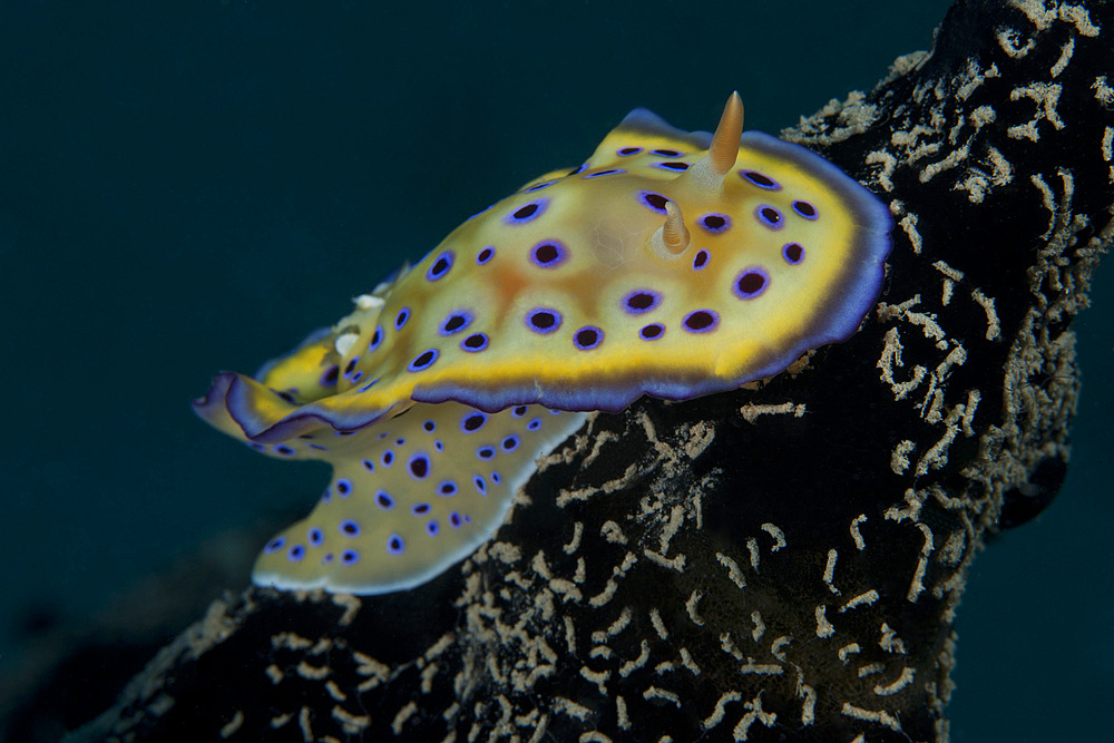 Chromodoris kuniei nudibranch, Beqa Lagoon, Fiji.