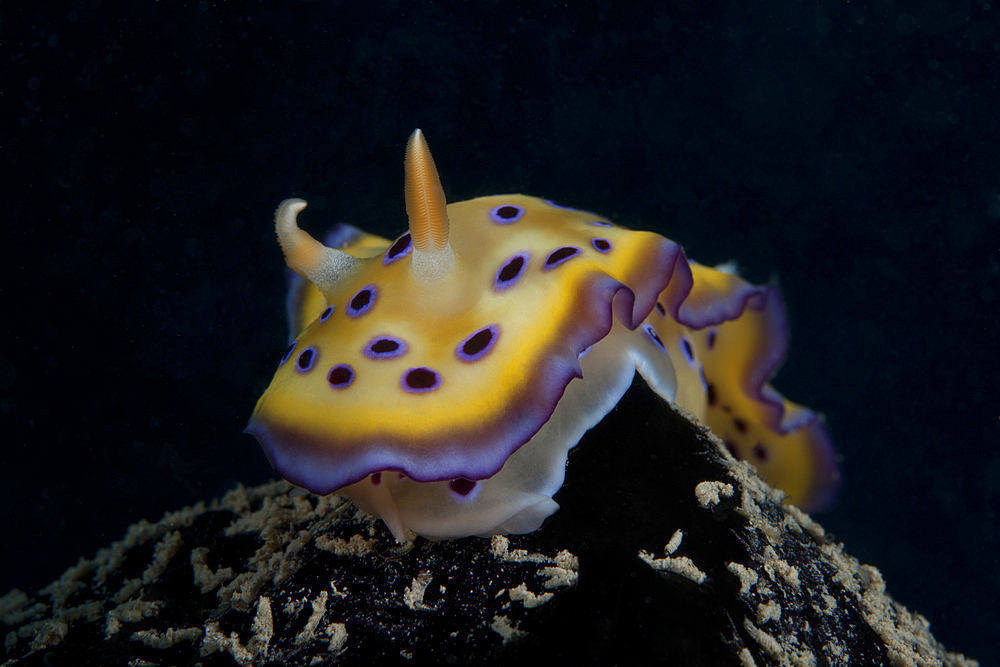 Chromodoris kuniei nudibranch, Beqa Lagoon, Fiji.