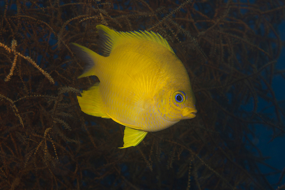 Golden damselfish swimming in soft coral, Fiji