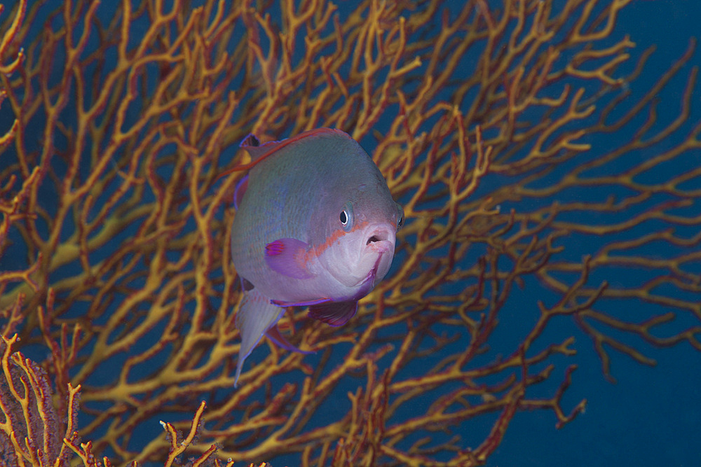 A tropical fish with gorgonian in background, Fiji.