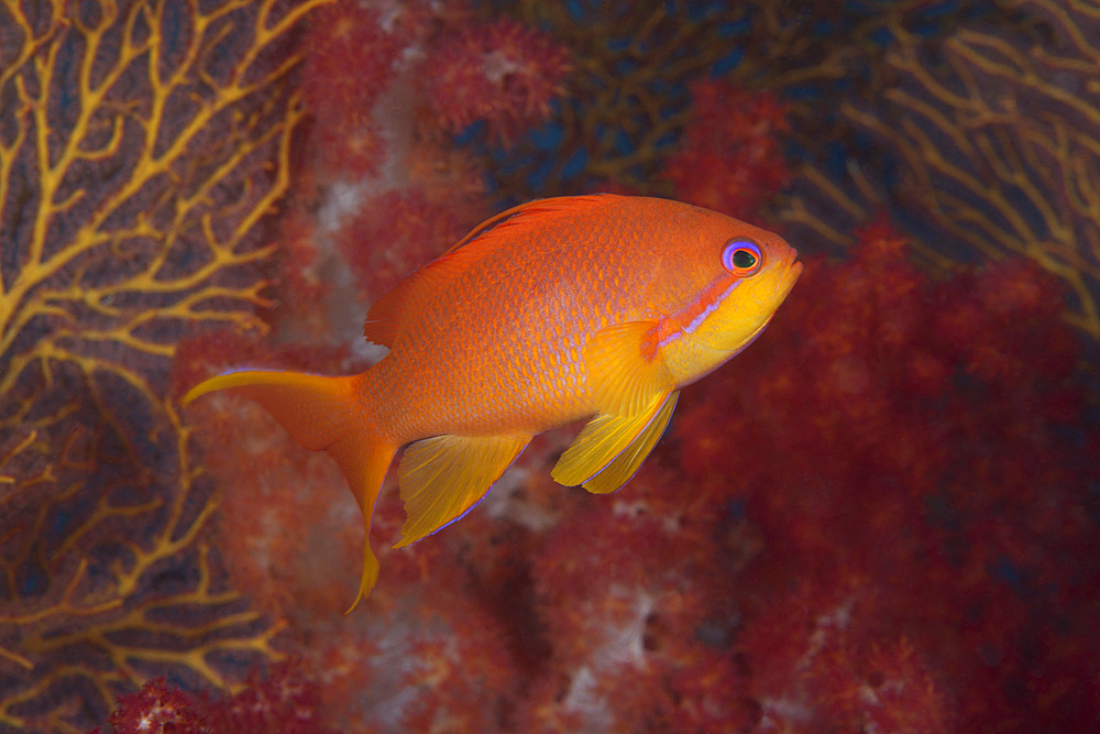 Scalefin anthias fish (Pseudanthias squamipinnis) Beqa Lagoon, Fiji.