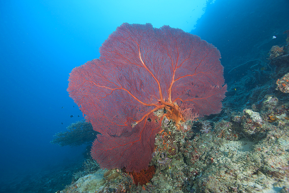 A large red gorgonian sea fan, Beqa Lagoon, Fiji.