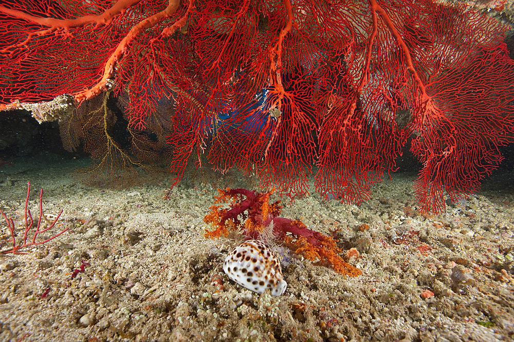 A large red gorgonian sea fan and large tiger cowrie (Cypraea tigrisis), Beqa Lagoon, Fiji.