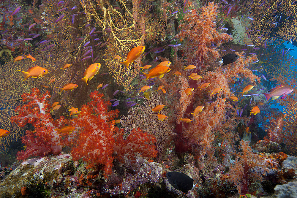 Schooling scalefin anthias fish (Pseudanthias squamipinnis) and beautiful soft corals of Beqa Lagoon, Fiji.