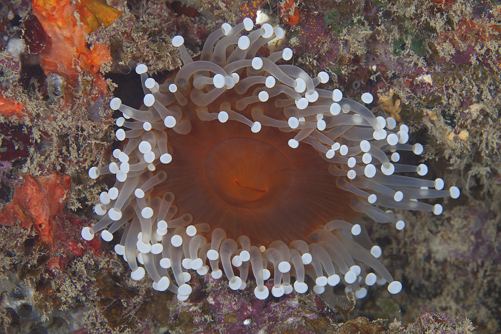 Sea anenome in the Beqa Lagoon reef, Fiji.