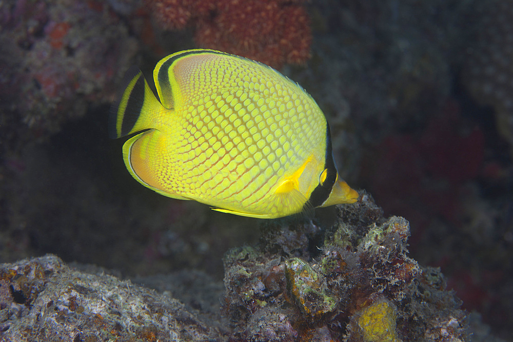 Latticed butterflyfish (Chaetodon rafflesii), Fiji.