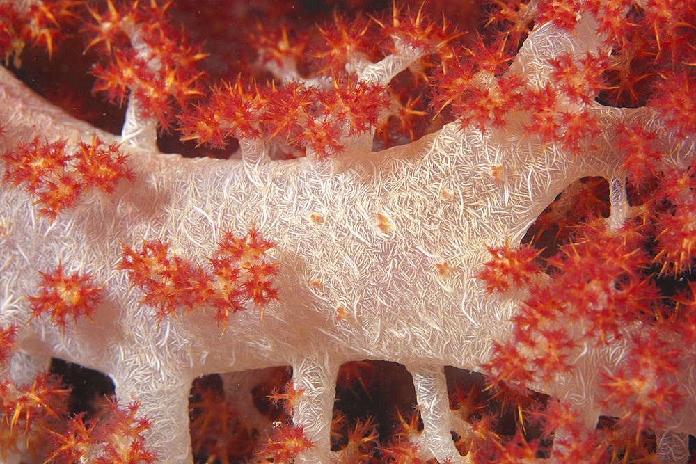Red tree coral (Dendronephthya) on a Fijian reef.
