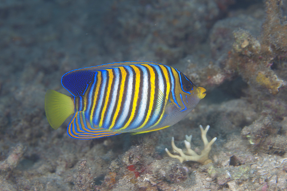 Regal angelfish (Pygoplites diacanthus), Fiji.
