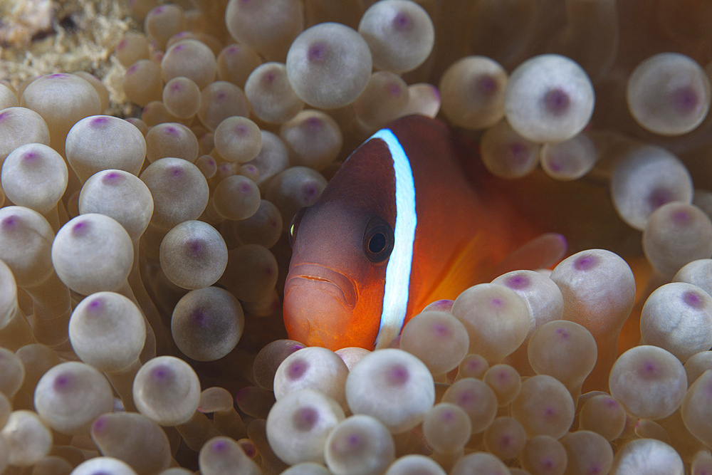 Tomato clownfish in its host anenome, Beqa Lagoon, Fiji.