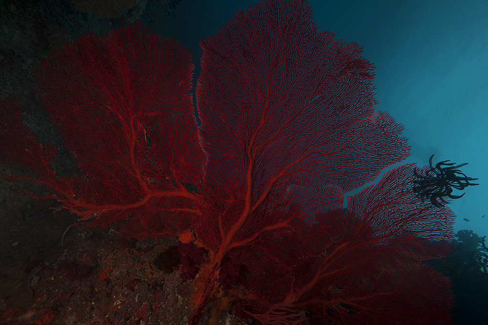 A large red gorgonian sea fan and black crinoid, Beqa Lagoon, Fiji.