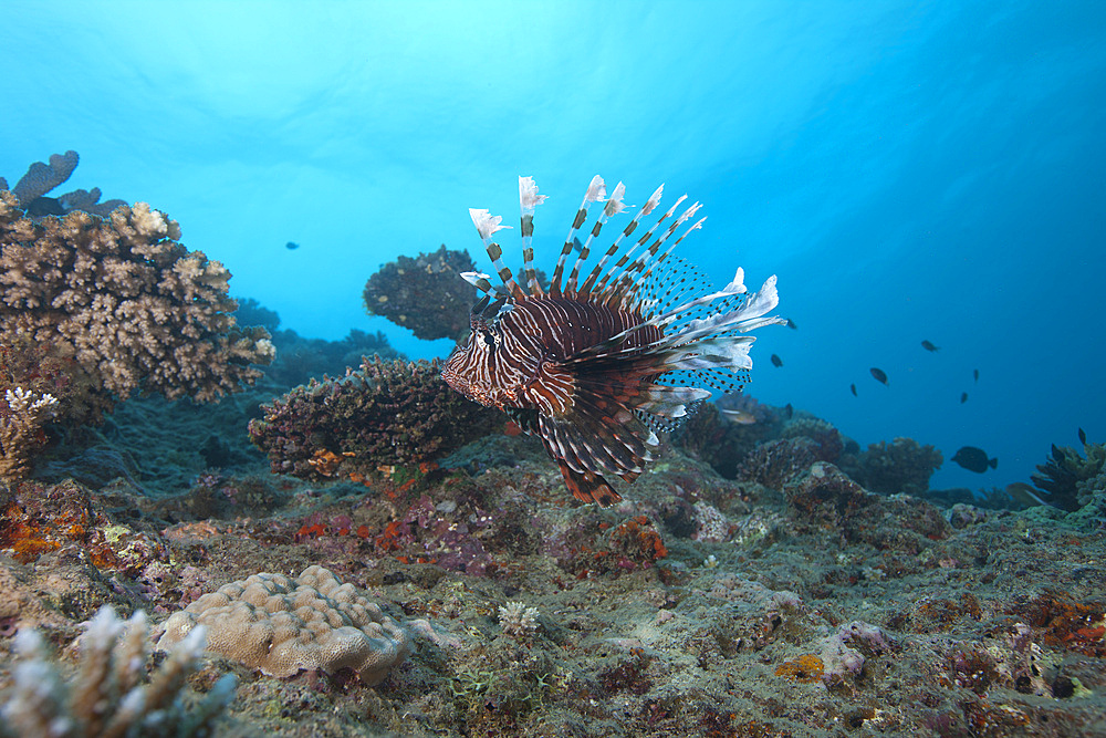 A large common lionfish (Pterois volitans) swimming at Beqa Lagoon, Fiji.