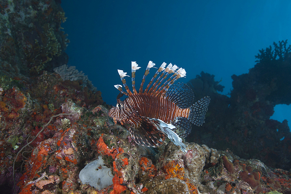 A large common lionfish (Pterois volitans) swimming at Beqa Lagoon, Fiji.