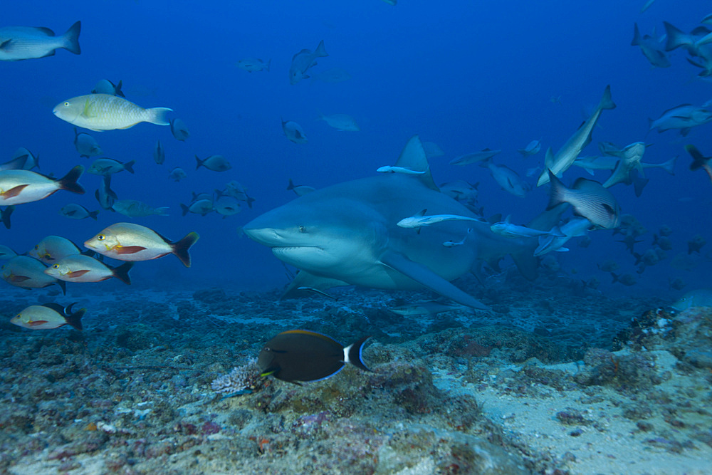 A large bull shark (Carcharhinus leucas) at The Bistro dive site in Fiji.