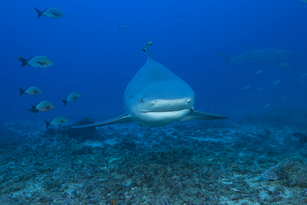 A large bull shark (Carcharhinus leucas) at The Bistro dive site in Fiji.