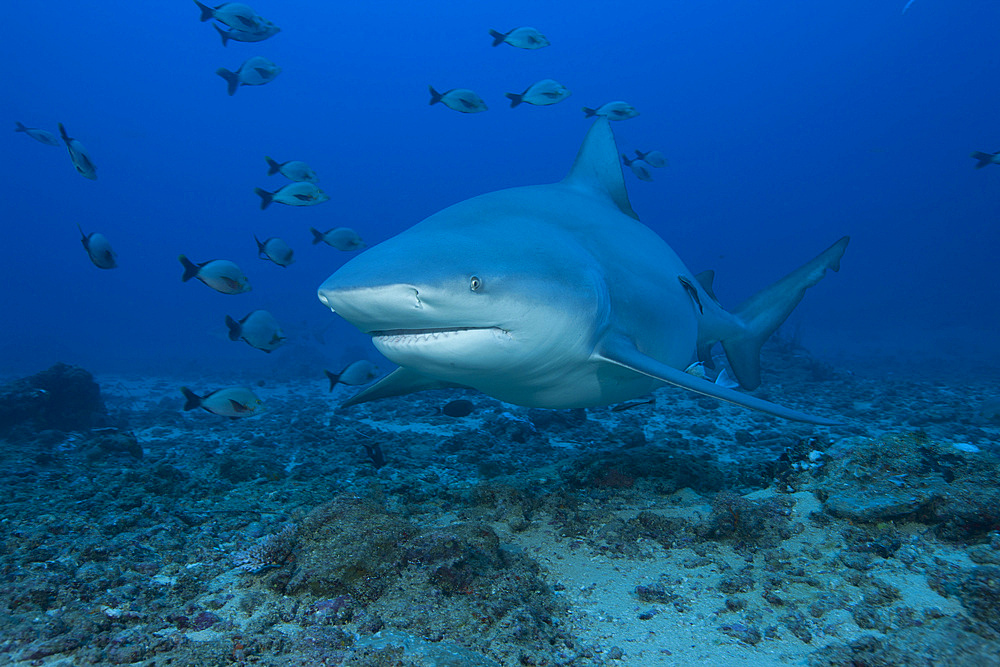 A large bull shark (Carcharhinus leucas) at The Bistro dive site in Fiji.