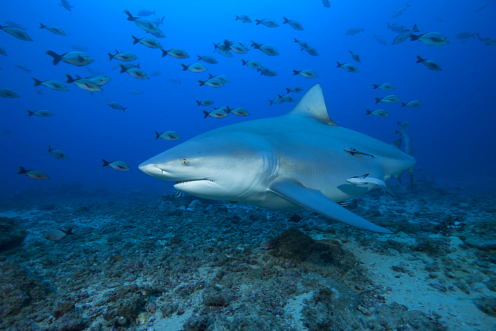 A large bull shark (Carcharhinus leucas) at The Bistro dive site in Fiji.