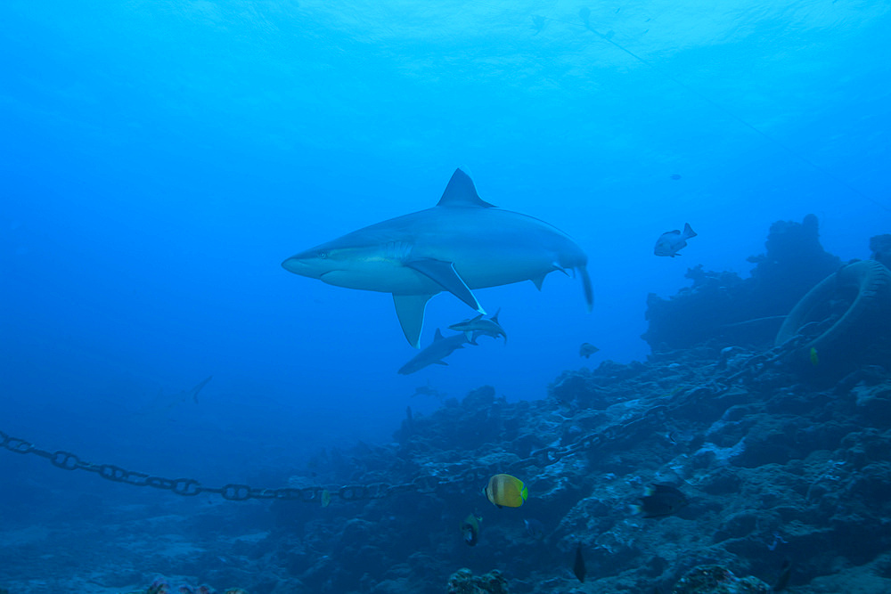 Silvertip shark (Carcharhinus albimarginatus) at The Bistro Dive site in Fiji.