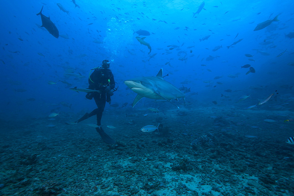 Scuba diver and silvertip shark (Carcharhinus albimarginatus) at The Bistro Dive site in Fiji.