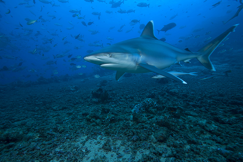 Silvertip shark (Carcharhinus albimarginatus) at The Bistro Dive site in Fiji.