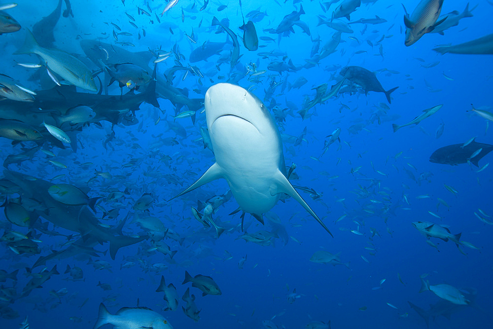 A large bull shark (Carcharhinus leucas) at The Bistro dive site in Fiji.