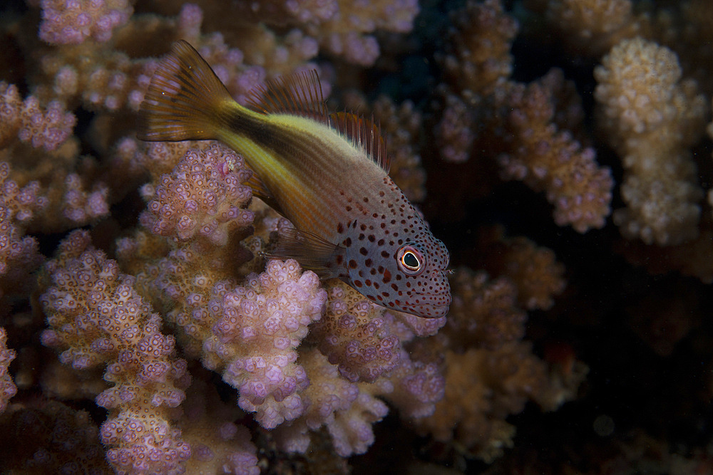 Freakled hawkfish (Paracirrhites forsteri) sits on some Acropora coral on a Fijian reef.