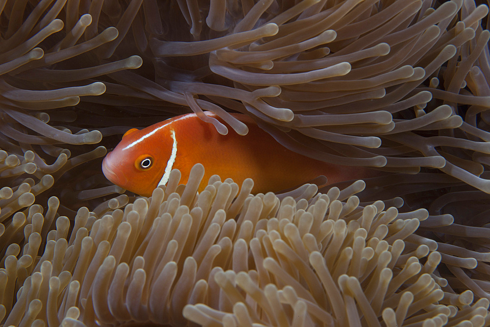 Pink anemonefish in its host anenome, Fiji.